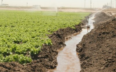 Applications of Flocculants in Agriculture Runoff Control