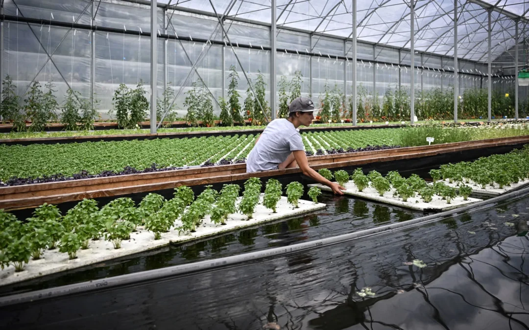 Aquaponics and Agricultural Water: Treating Nutrient-Rich Runoff at Scale