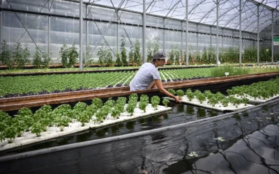 Aquaponics and Agricultural Water: Treating Nutrient-Rich Runoff at Scale